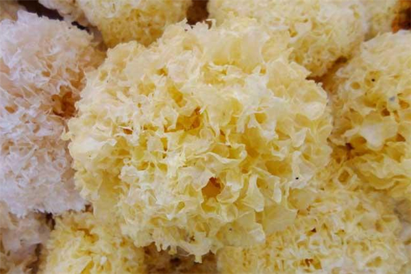 銀耳不出膠是怎么回事 銀耳不出膠是假銀耳嗎 銀耳不出膠是怎么回事 銀耳不出膠是假銀耳嗎