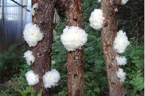 銀耳美容養(yǎng)顏嗎 銀耳會長胖嗎 銀耳美容養(yǎng)顏嗎 銀耳會長胖嗎