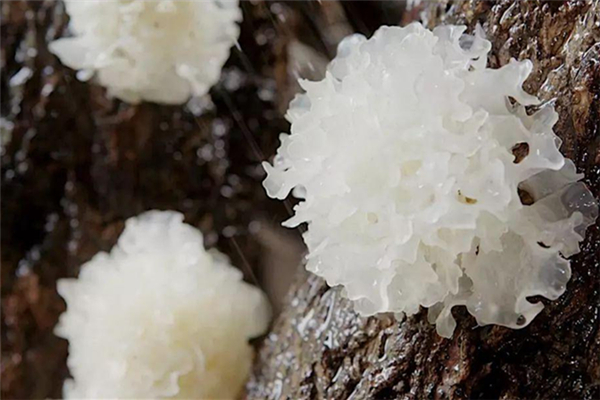 銀耳不出膠是怎么回事 銀耳不出膠是假銀耳嗎 銀耳不出膠是怎么回事 銀耳不出膠是假銀耳嗎