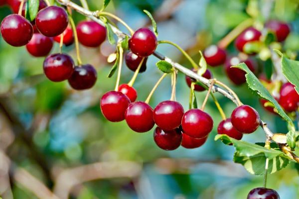 吃櫻桃上火嗎 吃櫻桃上火了怎么去火 吃櫻桃上火嗎 吃櫻桃上火了怎么去火