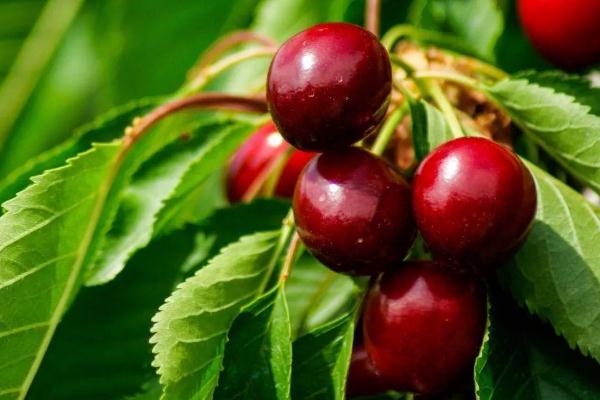 吃櫻桃可以喝純奶嗎 櫻桃不能和什么水果一起吃 吃櫻桃可以喝純奶嗎 櫻桃不能和什么水果一起吃