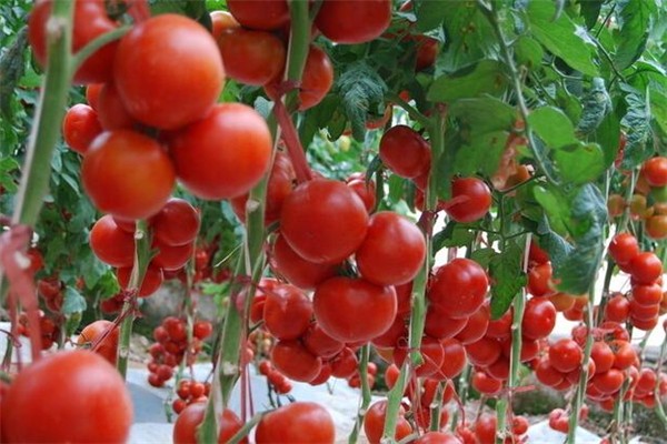 西紅柿含糖嗎 西紅柿對(duì)血糖有什么影響 西紅柿含糖嗎 西紅柿對(duì)血糖有什么影響