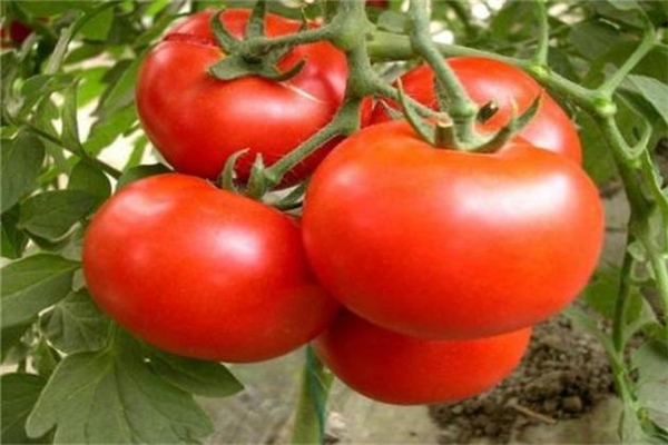 西紅柿可以空腹吃嗎 西紅柿對(duì)胃病有好處嗎 西紅柿可以空腹吃嗎 西紅柿對(duì)胃病有好處嗎