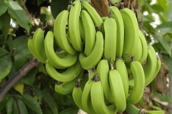 香蕉要怎么保存 香蕉要不要放冰箱保存 香蕉要怎么保存 香蕉要不要放冰箱保存