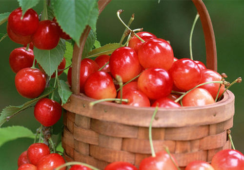 吃櫻桃上火嗎 吃櫻桃上火了怎么去火 吃櫻桃上火嗎 吃櫻桃上火了怎么去火