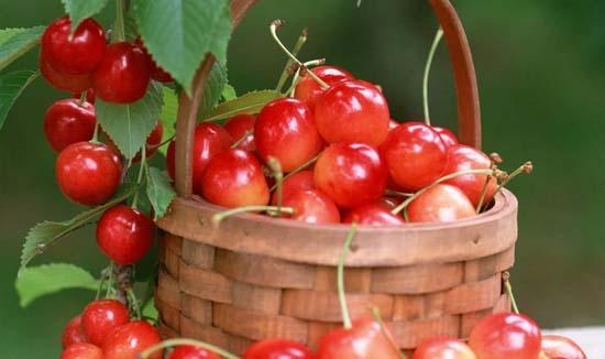 櫻桃有蟲子吃了沒事吧 櫻桃有蟲子怎么清洗 櫻桃有蟲子吃了沒事吧 櫻桃有蟲子怎么清洗