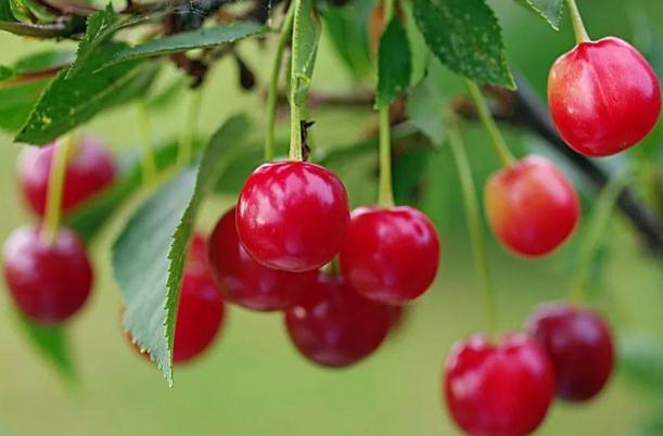 櫻桃有點(diǎn)苦是什么原因 櫻桃有點(diǎn)苦吃了有害嗎 櫻桃有點(diǎn)苦是什么原因 櫻桃有點(diǎn)苦吃了有害嗎