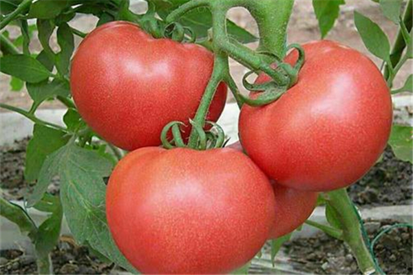 西紅柿含糖嗎 西紅柿對(duì)血糖有什么影響 西紅柿含糖嗎 西紅柿對(duì)血糖有什么影響