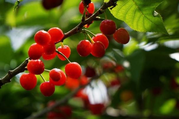 櫻桃怎么去核比較快 櫻桃泡酒需要去核嗎 櫻桃怎么去核比較快 櫻桃泡酒需要去核嗎