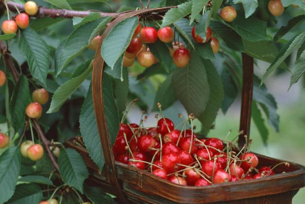 櫻桃怎么吃不那么酸 酸櫻桃怎么吃 櫻桃怎么吃不那么酸 酸櫻桃怎么吃