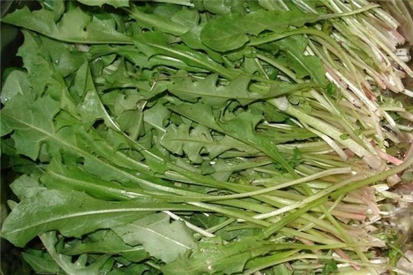 什么野菜抗癌最有效 野菜都有哪些品種可以吃 什么野菜抗癌最有效 野菜都有哪些品種可以吃