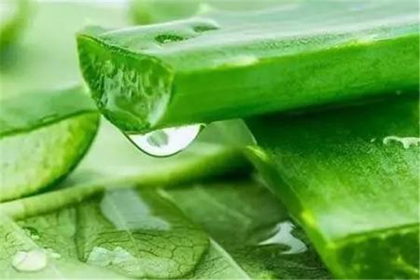 蘆薈灌膚會(huì)過敏嗎 蘆薈灌膚真的有用嗎 蘆薈灌膚會(huì)過敏嗎 蘆薈灌膚真的有用嗎