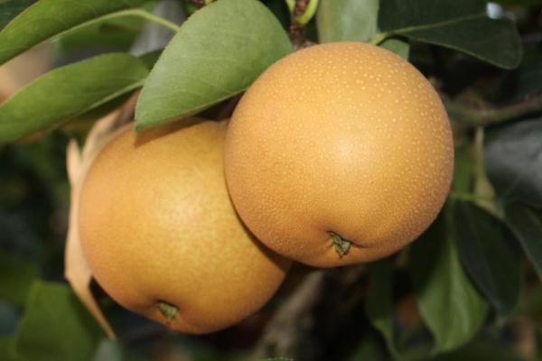 梨子可以空腹吃嗎 空腹吃梨子會怎樣 梨子可以空腹吃嗎 空腹吃梨子會怎樣