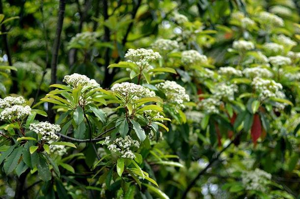 石楠花的功效與作用 石楠花可以食用嗎 石楠花的功效與作用 石楠花可以食用嗎