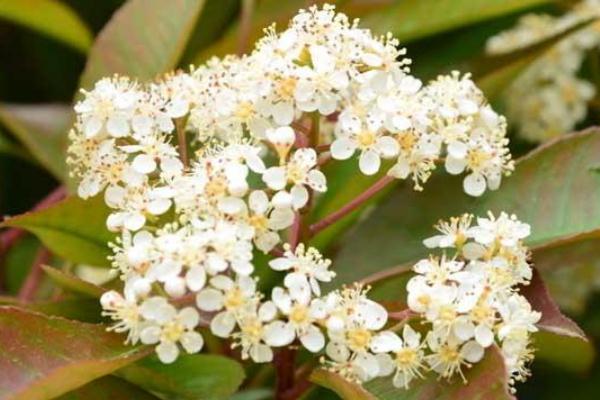 石楠花可以驅(qū)蟲(chóng)么 石楠花可以凈化空氣嗎 石楠花可以驅(qū)蟲(chóng)么 石楠花可以凈化空氣嗎