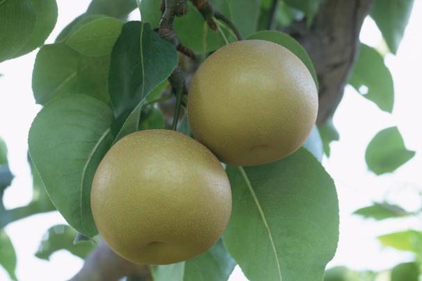 梨子怎么存放時(shí)間長 梨子可以放冰箱里面保存嗎 梨子怎么存放時(shí)間長 梨子可以放冰箱里面保存嗎