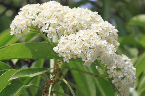 石楠花是武漢的市花嗎 武漢為什么要種這么多石楠花 石楠花是武漢的市花嗎 武漢為什么要種這么多石楠花