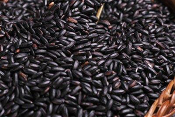 黑米如何辨別真假 怎么挑選黑米 黑米如何辨別真假 怎么挑選黑米