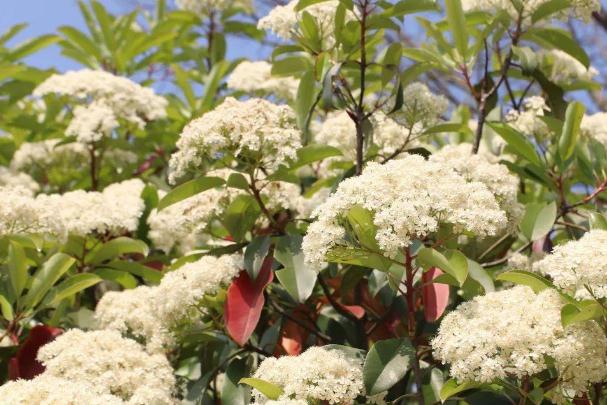 石楠花可以驅(qū)蟲(chóng)么 石楠花可以凈化空氣嗎 石楠花可以驅(qū)蟲(chóng)么 石楠花可以凈化空氣嗎