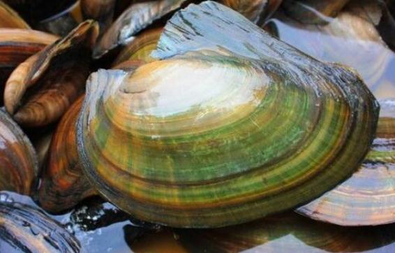 河蚌肉的功效與作用 吃河蚌肉的好處 河蚌肉的功效與作用 吃河蚌肉的好處