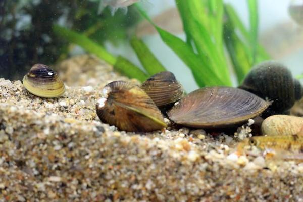 河蚌肉有寄生蟲嗎 河蚌肉可以生吃嗎 河蚌肉有寄生蟲嗎 河蚌肉可以生吃嗎