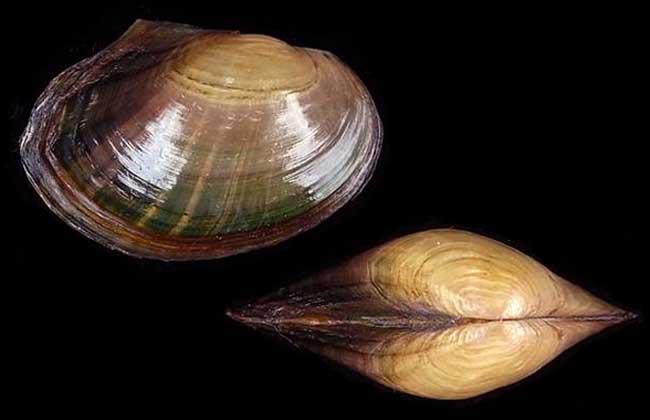 河蚌肉有寄生蟲嗎 河蚌肉可以生吃嗎 河蚌肉有寄生蟲嗎 河蚌肉可以生吃嗎