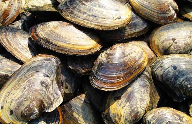 河蚌肉有寄生蟲嗎 河蚌肉可以生吃嗎 河蚌肉有寄生蟲嗎 河蚌肉可以生吃嗎