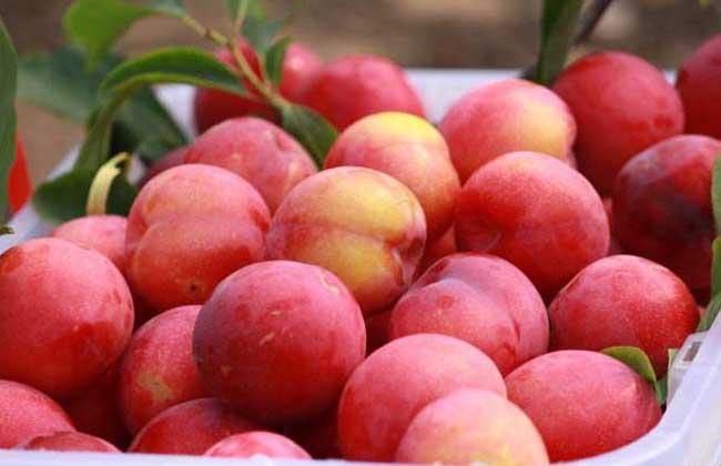 李子可以保存多久 李子可以放冰箱冷藏嗎 李子可以保存多久 李子可以放冰箱冷藏嗎