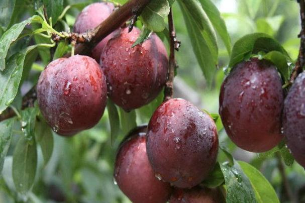 李子是梅子嗎 梅子和李子的區(qū)別是什么 李子是梅子嗎 梅子和李子的區(qū)別是什么