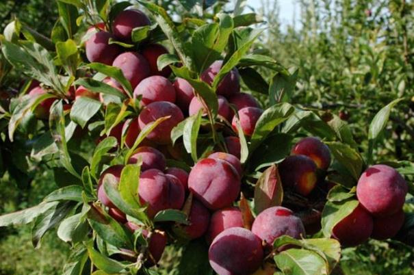 李子的功效與作用 吃李子的禁忌 李子的功效與作用 吃李子的禁忌