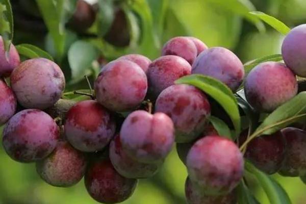 李子有點(diǎn)酸放放會(huì)好點(diǎn)嗎 沒(méi)熟的酸李子能吃嗎 李子有點(diǎn)酸放放會(huì)好點(diǎn)嗎 沒(méi)熟的酸李子能吃嗎