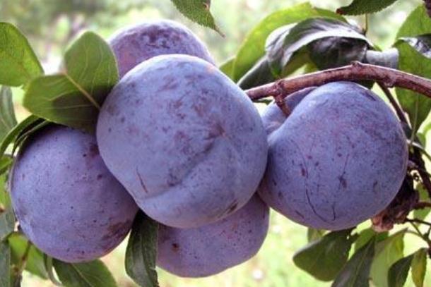 李子的熱量高不高 減肥可以吃李子嗎 李子的熱量高不高 減肥可以吃李子嗎