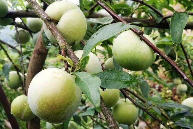 李子泡酒的方法步驟 李子泡酒能保存多久 李子泡酒的方法步驟 李子泡酒能保存多久