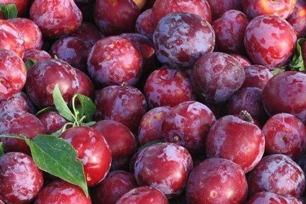 李子的功效與作用 吃李子的禁忌 李子的功效與作用 吃李子的禁忌