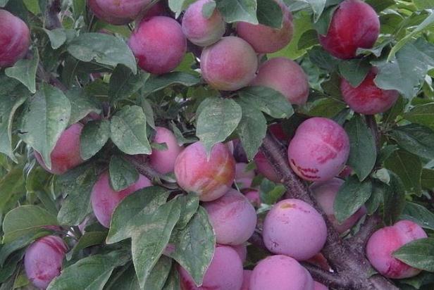 李子有點(diǎn)酸放放會(huì)好點(diǎn)嗎 沒(méi)熟的酸李子能吃嗎 李子有點(diǎn)酸放放會(huì)好點(diǎn)嗎 沒(méi)熟的酸李子能吃嗎