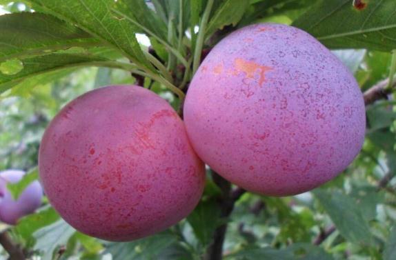 李子有維生素C嗎 李子含有什么維生素 李子有維生素C嗎 李子含有什么維生素