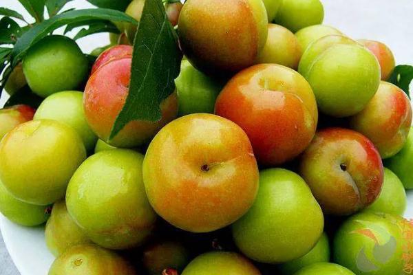 李子的種類(lèi)有哪些 李子什么品種最好吃 李子的種類(lèi)有哪些 李子什么品種最好吃