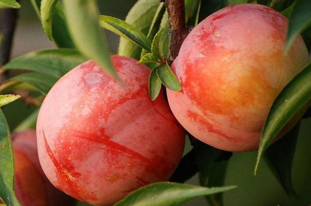 李子可以空腹吃嗎 空腹吃李子的危害 李子可以空腹吃嗎 空腹吃李子的危害