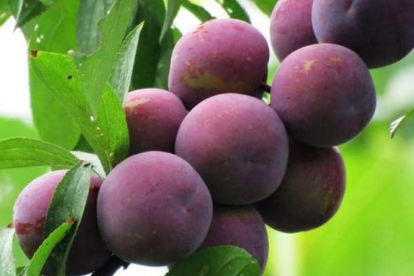 李子有維生素C嗎 李子含有什么維生素 李子有維生素C嗎 李子含有什么維生素