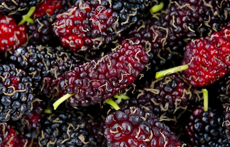 桑葚泡的酒喝了有什么好處 桑葚泡的酒能補腎嗎 桑葚泡的酒喝了有什么好處 桑葚泡的酒能補腎嗎