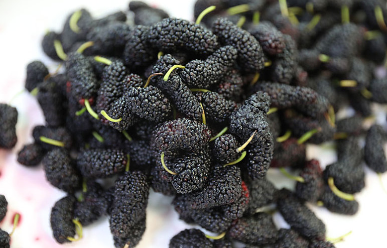 桑葚泡的酒可以保存多少年 桑葚泡的酒一天喝多少 桑葚泡的酒可以保存多少年 桑葚泡的酒一天喝多少