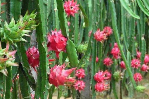 吃火龍果有什么好處 吃火龍果有助于排便嗎 吃火龍果有什么好處 吃火龍果有助于排便嗎