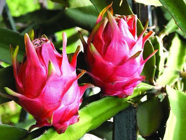 火龍果加蜂蜜的功效 火龍果可以和蜂蜜加在一起吃嗎 火龍果加蜂蜜的功效 火龍果可以和蜂蜜加在一起吃嗎