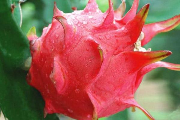 火龍果有幾種顏色 火龍果顏色不同有什么區(qū)別 火龍果有幾種顏色 火龍果顏色不同有什么區(qū)別