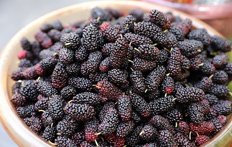 桑葚泡的酒可以保存多少年 桑葚泡的酒一天喝多少 桑葚泡的酒可以保存多少年 桑葚泡的酒一天喝多少