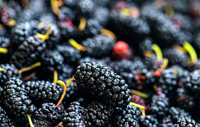 桑葚泡的酒喝了有什么好處 桑葚泡的酒能補腎嗎 桑葚泡的酒喝了有什么好處 桑葚泡的酒能補腎嗎