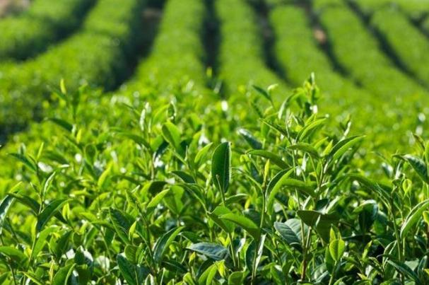 茶葉有哪些種類 茶葉什么時(shí)候喝最好 茶葉有哪些種類 茶葉什么時(shí)候喝最好