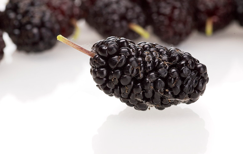 桑葚酒發(fā)霉了怎么辦 桑葚酒有白色是不是起霉 桑葚酒發(fā)霉了怎么辦 桑葚酒有白色是不是起霉