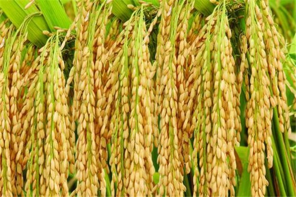 袁隆平超級(jí)雜交水稻移栽沖擊世界紀(jì)錄 雜交水稻原理 袁隆平超級(jí)雜交水稻移栽沖擊世界紀(jì)錄 雜交水稻原理