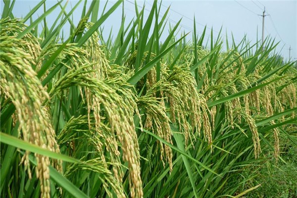 袁隆平超級(jí)雜交水稻移栽沖擊世界紀(jì)錄 雜交水稻原理 袁隆平超級(jí)雜交水稻移栽沖擊世界紀(jì)錄 雜交水稻原理